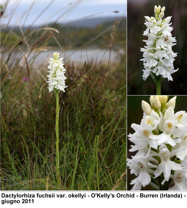 DACTYLORHIZA: immagini di una splendida orchidacea.